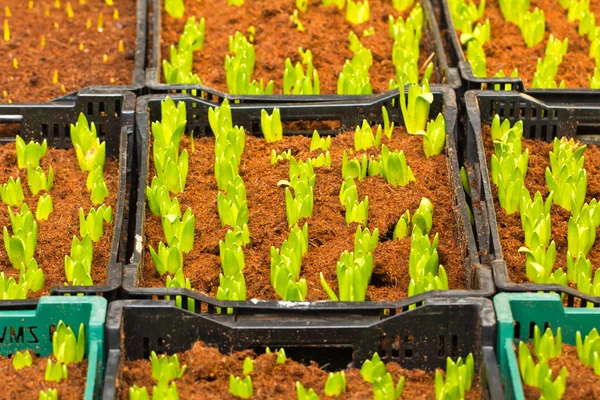 Hyacinth seedling — Stock Photo, Image