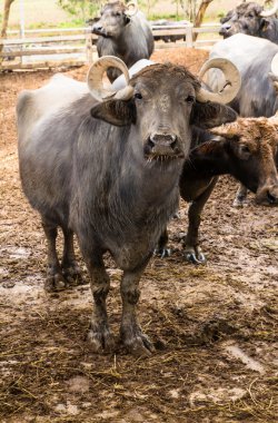 süt çiftliği Buffalo'da