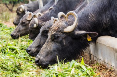 Dairy buffalo eating grass clipart