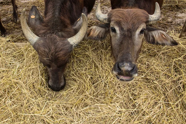 Mléčné buffalo jíst trávu — Stock fotografie