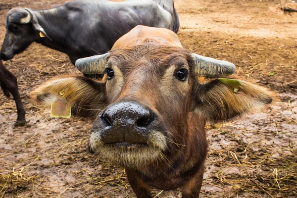 Mléčné buffalo ve farmě — Stock fotografie