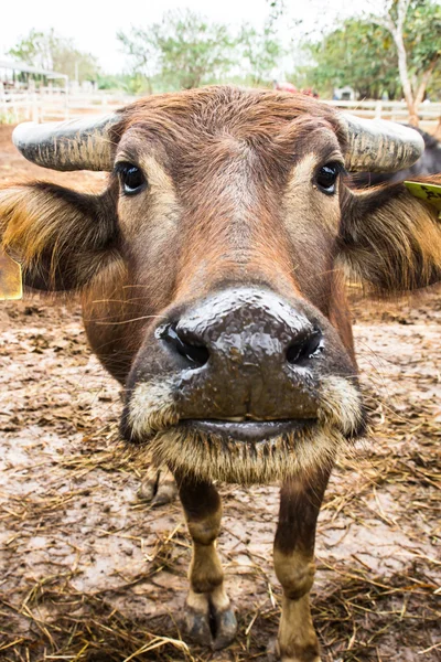 Молочный буйвол на ферме — стоковое фото
