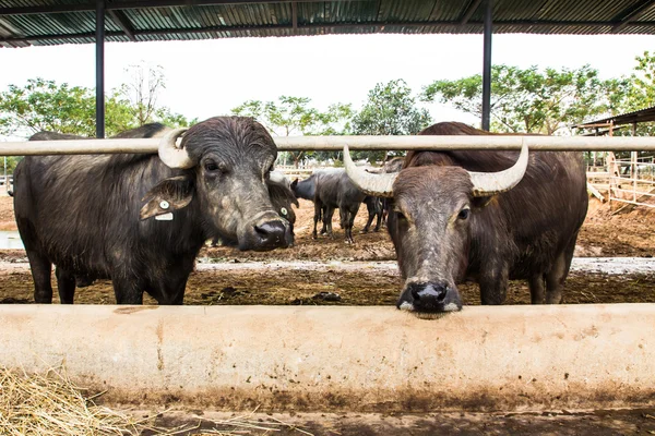 Mléčné buffalo ve stáji — Stock fotografie