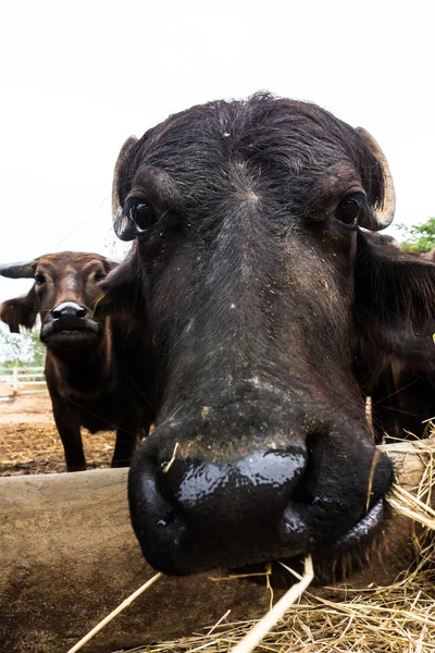 Buffle laitier à la ferme — Photo