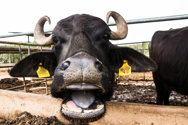 Mléčné buffalo ve farmě — Stock fotografie