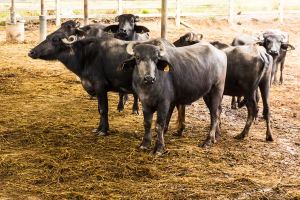 Búfalo lechero en establo —  Fotos de Stock