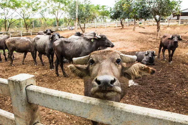 Süt buffalo istikrarlı — Stok fotoğraf