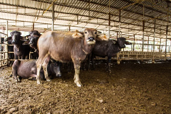 Búfalo lechero en establo —  Fotos de Stock