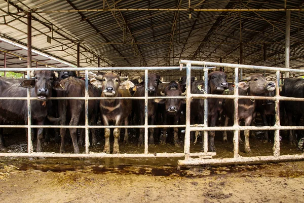 Mléčné buffalo ve stáji — Stock fotografie