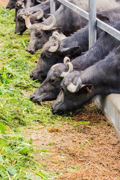 Молочный буйвол — стоковое фото