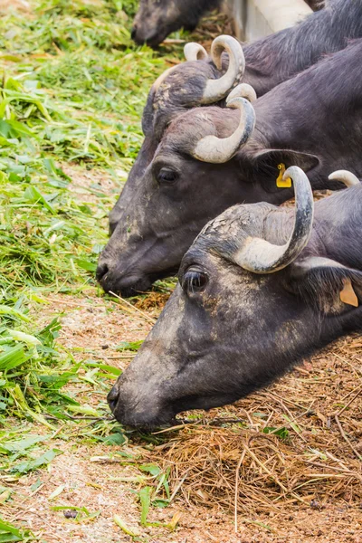 Buffle laitier mangeant de l'herbe — Photo