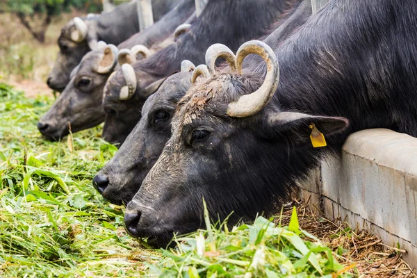 Süt bufalo çim yeme — Stok fotoğraf