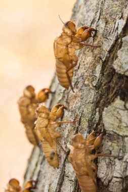 ağustosböceği deri