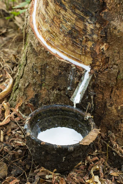 para kauçuk ağacı