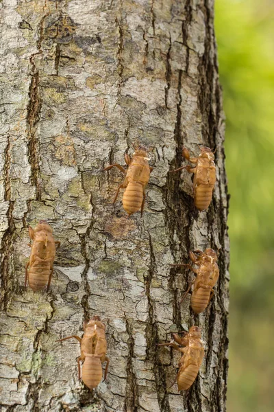 Cicada mue Images De Stock Libres De Droits