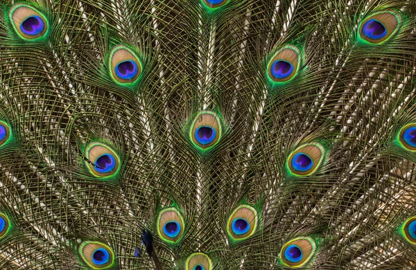 Peacock Feathers — Stock Photo, Image