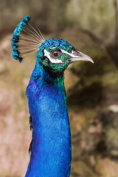 Peacock head — Stock Photo, Image