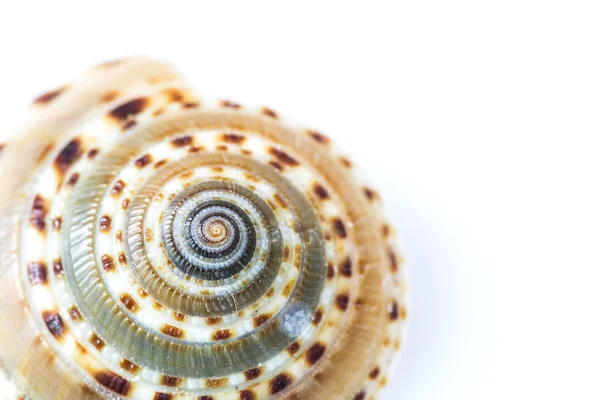 Cockle shell — Stock Photo, Image