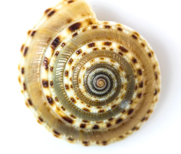 Cockle shell — Stock Photo, Image