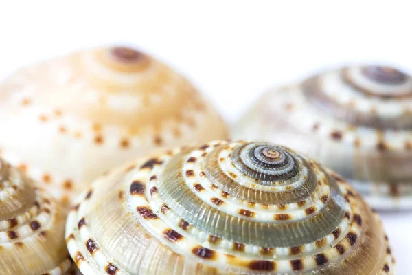 Cockle shell — Stock Photo, Image