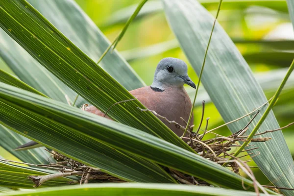 A Dove mourning in her nest — Stock Photo, Image