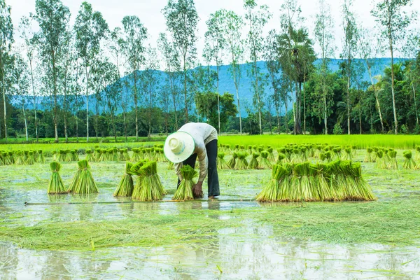 Um agricultor em arroz Paddy — Fotografia de Stock