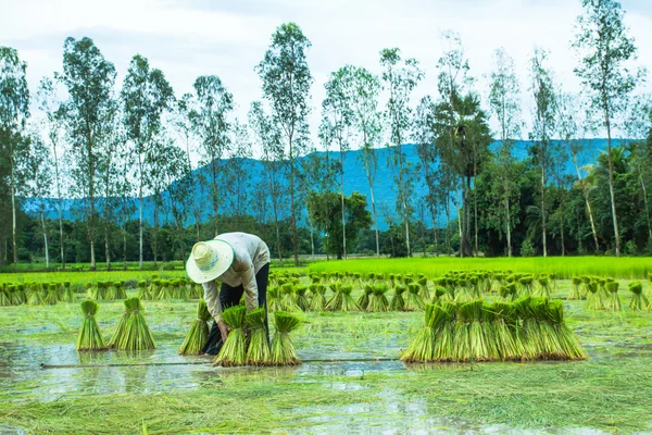 一个农民在稻田 — 图库照片