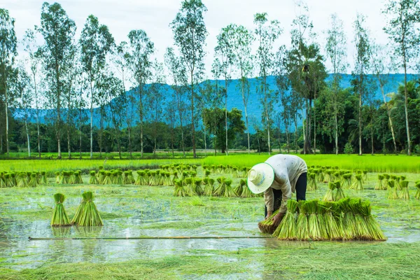 En bonde i Rice Paddy stockbilde