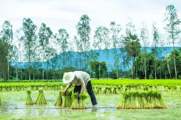 Um agricultor em arroz Paddy Imagens De Bancos De Imagens Sem Royalties