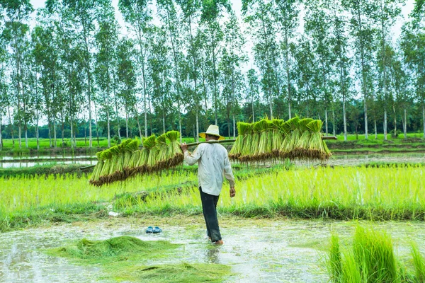 Çeltik bir çiftçi
