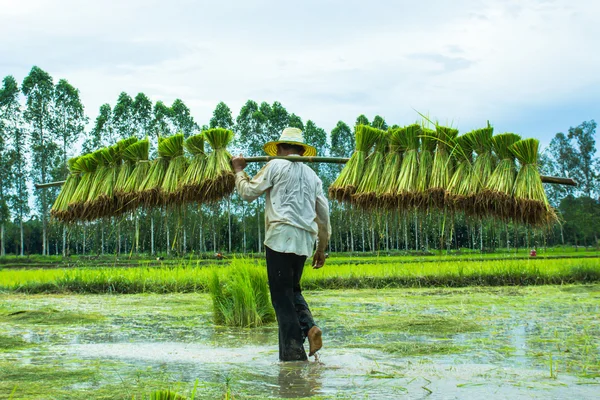 Um agricultor em arroz Paddy Fotos De Bancos De Imagens