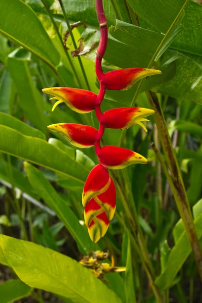 Helikonia, tropische Pflanze. Stockfoto