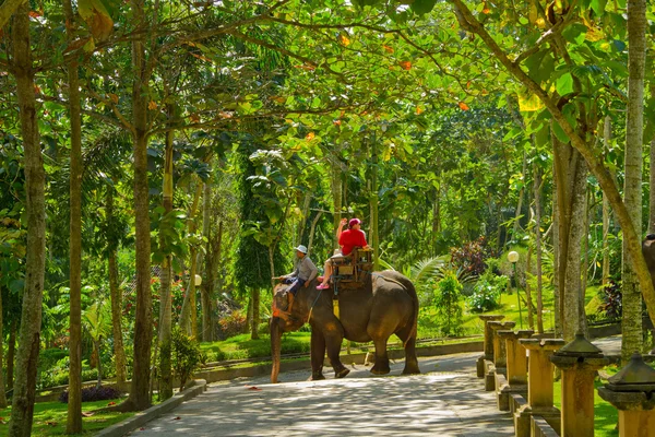 Elephant ride. Stock Image