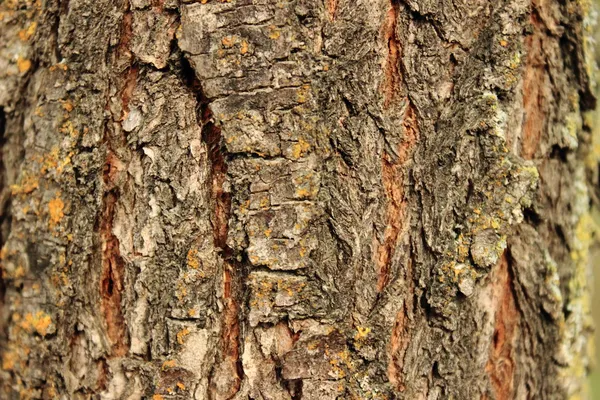 Textura de la corteza del árbol — Foto de Stock