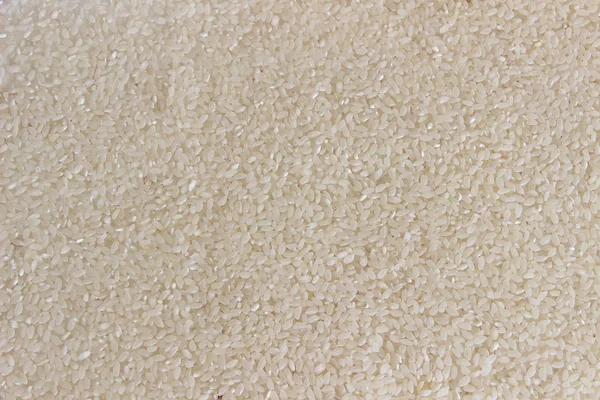 Valkoinen riisi — kuvapankkivalokuva