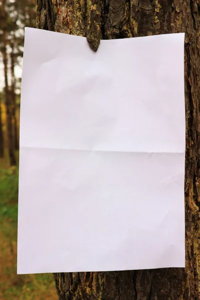 Folha de papel no tronco de pinho — Fotografia de Stock