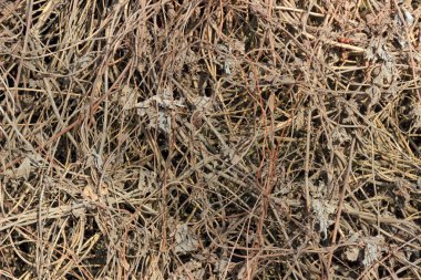 arka planda kuru çalılar