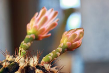 kaktüs gibi arka plan