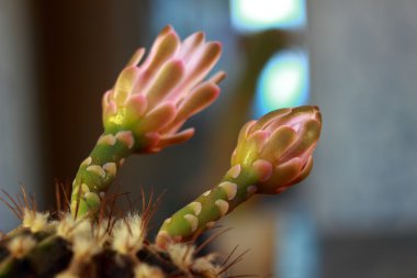 kaktüs gibi arka plan