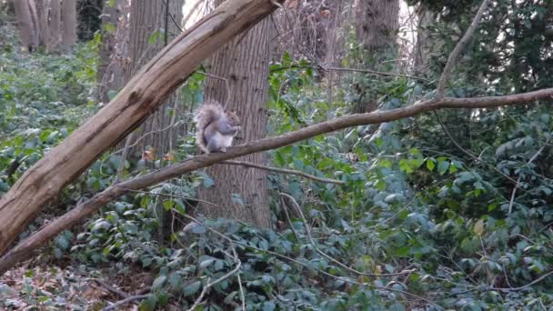 Szara wiewiórka w wiosennym lesie, siedząca na drzewie i jedząca. Koncepcja ekologiczna. Skupienie selektywne. — Wideo stockowe