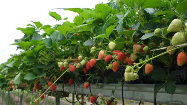 Mansikkakasvi. Punaisia mansikoita oksilla. Ekotila. Valikoiva keskittyminen. Mansikka kasvihuoneessa korkean teknologian viljely. Maatalous Kasvihuone hydroponic hyllyt järjestelmä. — kuvapankkivideo