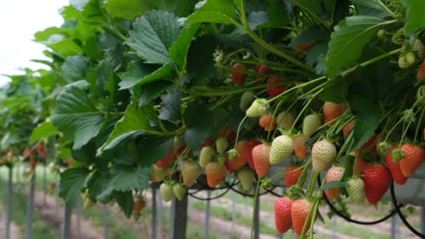 Φράουλες. Κόκκινες φράουλες στα κλαδιά. Οικολογικό αγρόκτημα. Επιλεκτική εστίαση. Φράουλα σε θερμοκήπιο με υψηλής τεχνολογίας γεωργία. Αγροτικό θερμοκήπιο με υδροπονικό σύστημα ραφιών. — Αρχείο Βίντεο