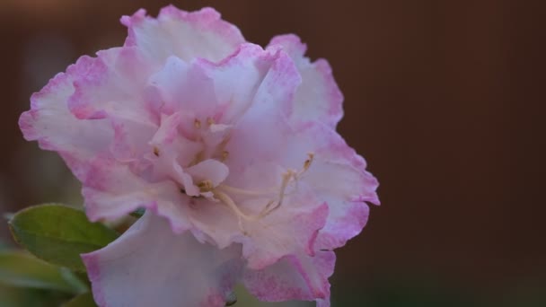 Rosa flor rododendro no ramo movendo-se sobre o vento, macro close-up, foco seletivo. Conceito de primavera. — Vídeo de Stock