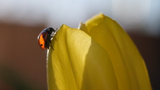 Beruška sedící na věku žlutých okvětních lístků tulipánů, myjící obličej na slunci. Makro, selektivní zaměření, jaro. — Stock video