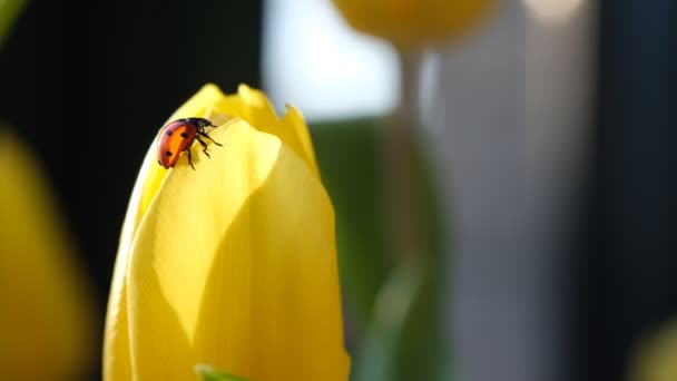 Czerwona biedronka siedziała na żółtym wieku płatków tulipanów w świetle słonecznym. Szczegółowy makro obraz biedronki na żółtym kwiatku tulipana, ostrość selektywna, wiosna. — Wideo stockowe