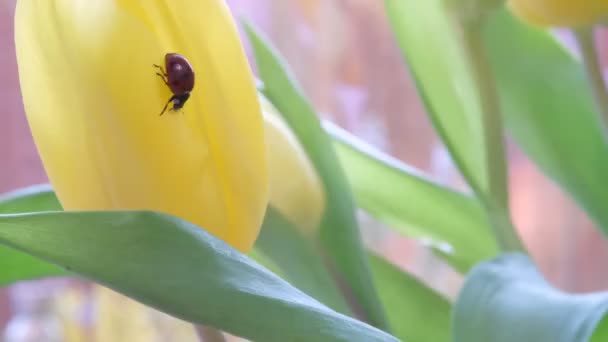 Biedronka unosi się w dół wieku żółtych płatków tulipanów w świetle słonecznym. Szczegółowy makro obraz biedronki na żółtym kwiatku tulipana, ostrość selektywna, wiosna. — Wideo stockowe