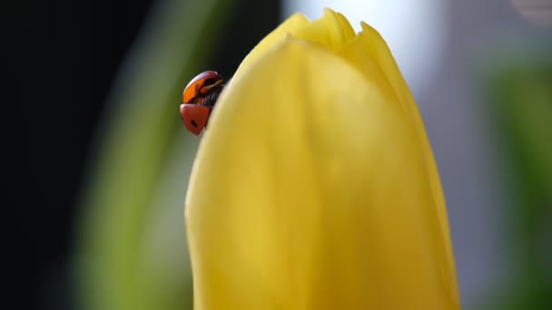 Selective focus from a ladybird to the petal, macro, close up, blurred background. — Stock Video