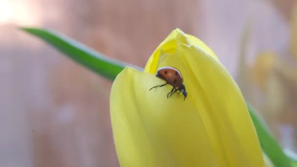レディバードは黄色のチューリップの花びらを登ります。閉じる、マクロ、選択的フォーカス。春のコンセプト. — ストック動画