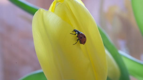 瓢虫在阳光下爬上黄色郁金香花瓣的年龄。黄色郁金香花上的瓢虫的详细宏观图像，选择焦点，春天. — 图库视频影像