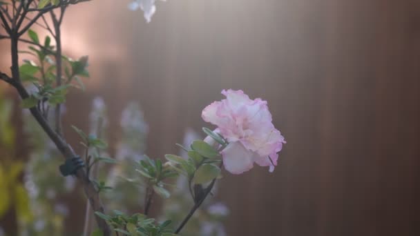 Rüzgarda hareket eden daldaki pembe rhododendron çiçeği. Makro yakın çekim, seçici odaklanma. Bahar ve bahçıvanlık konsepti. Güneş ışığı yansıması. — Stok video